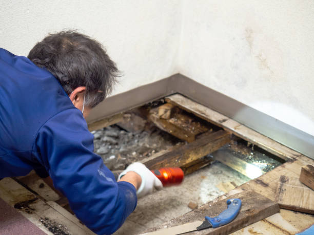 Best Certified Mold Removal  in Badger, AK