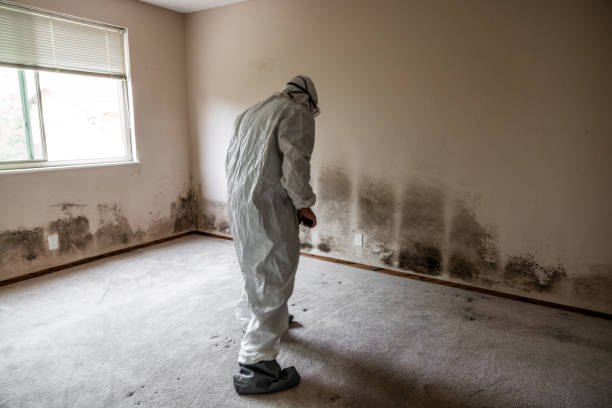 Best Mold Cleaning Services  in Badger, AK