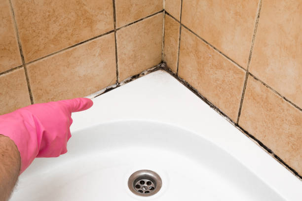 Best Fast Mold Removal  in Badger, AK
