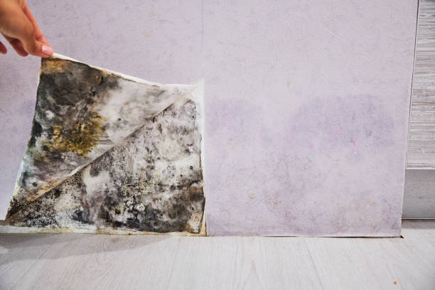 Best Local Mold Removal Service  in Badger, AK